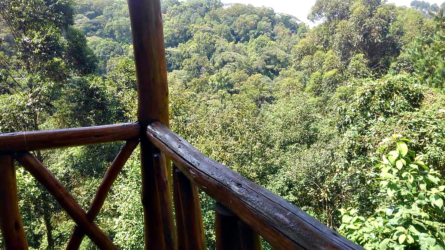 Forest canopy over a hand-cut timber railing