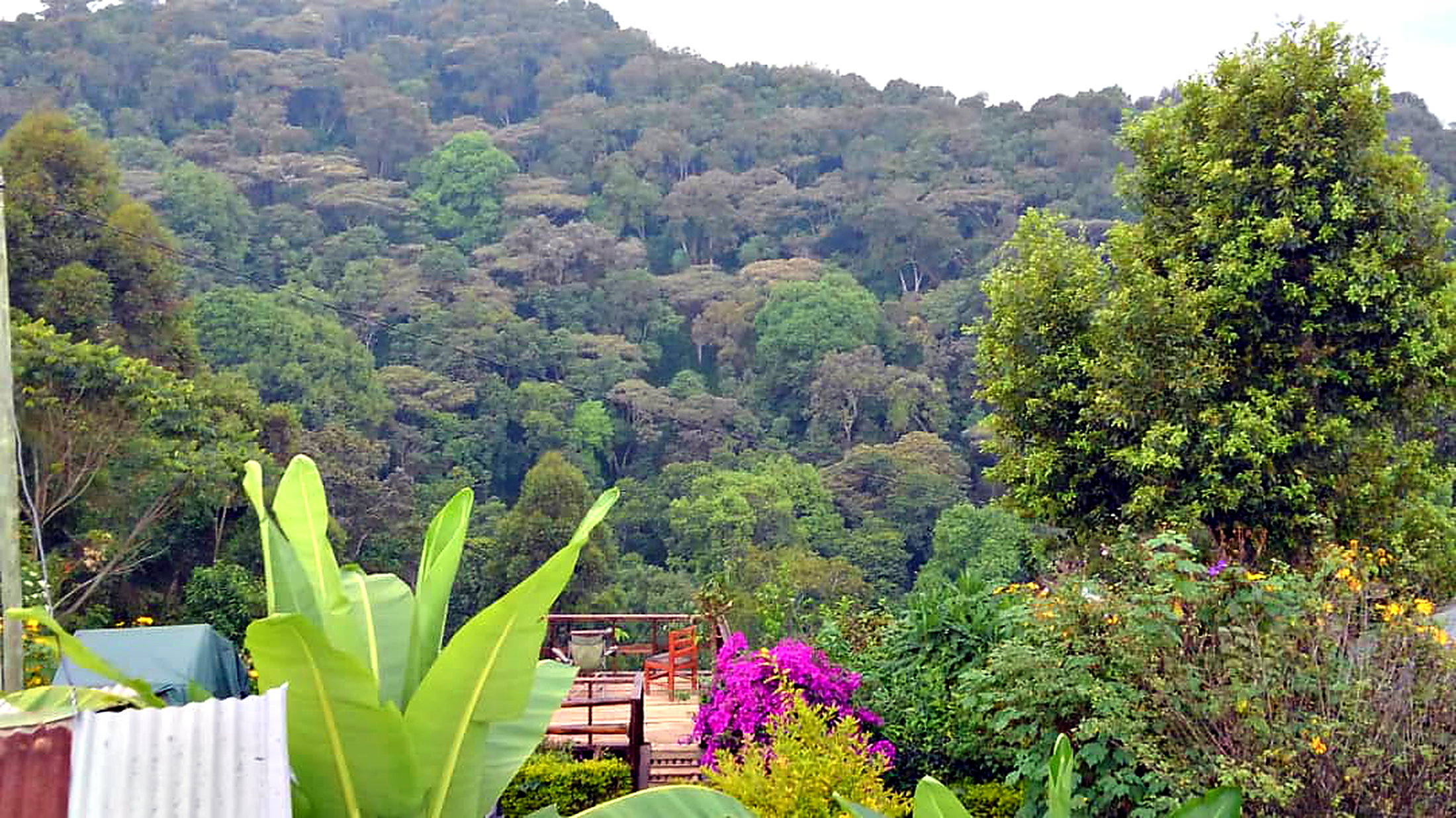 The forested ridge of Bwindi rising above the camp garden