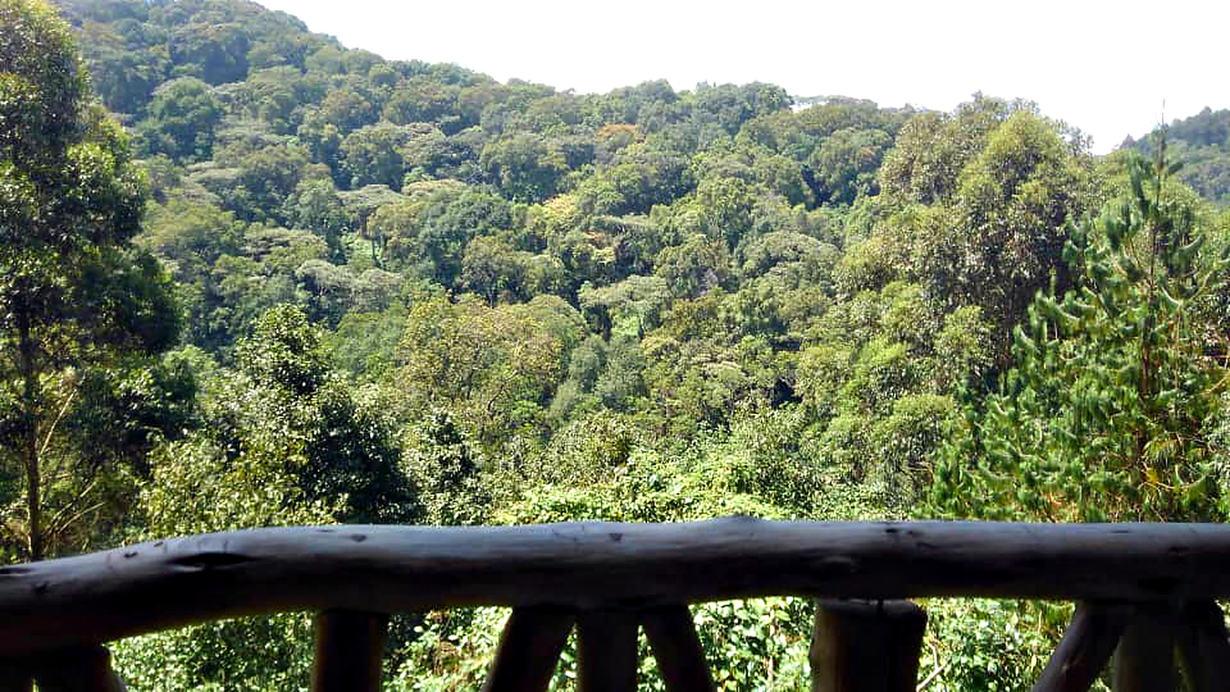 The Bwindi forest canopy seen from a camp deck at Ruhija