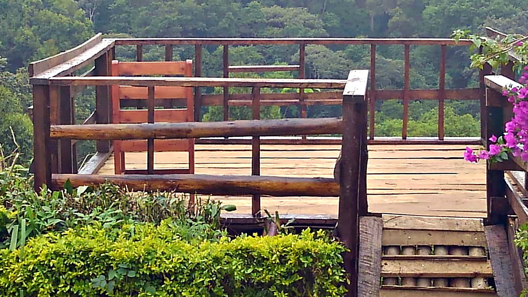 The timber viewing deck framed by bougainvillea